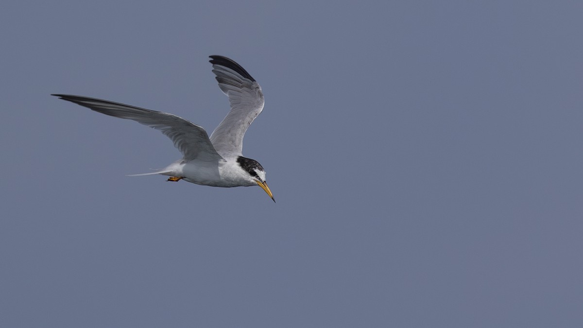 Little Tern - Charmain Ang