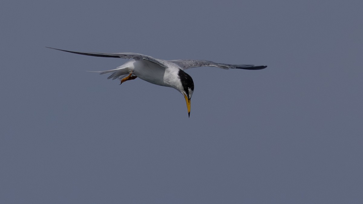 Little Tern - Charmain Ang