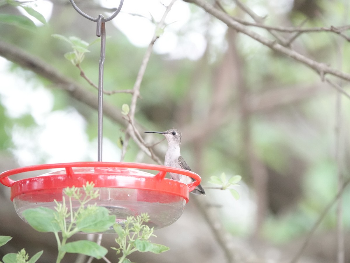 Black-chinned Hummingbird - ML615843501