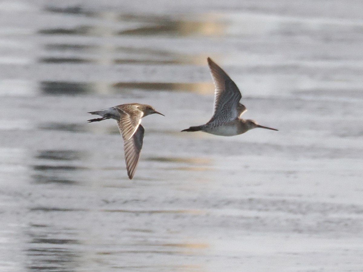 Long-billed Dowitcher - ML615843502