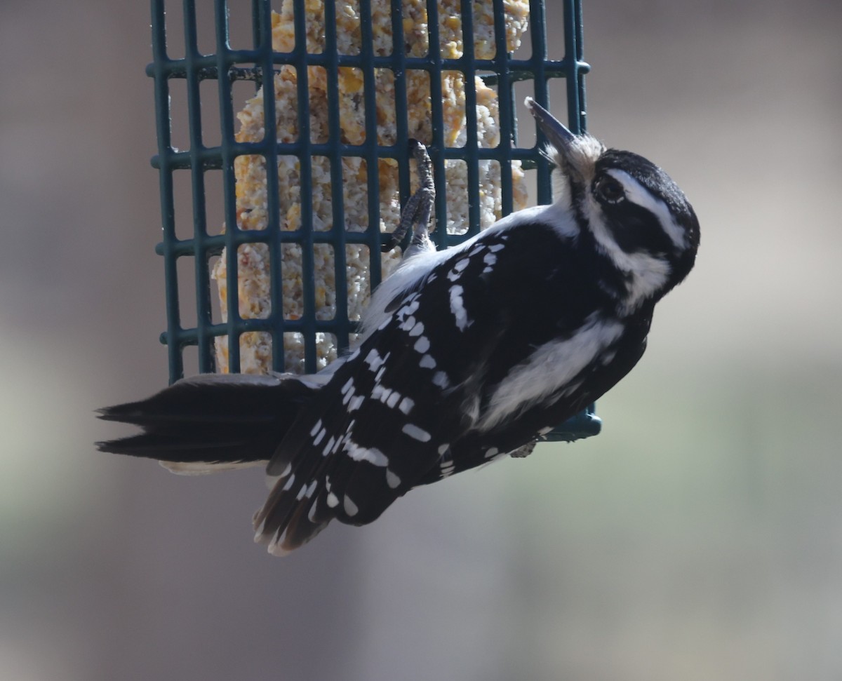 Hairy Woodpecker (Eastern) - David Cunningham