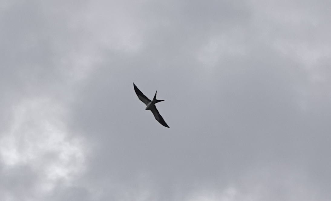 Swallow-tailed Kite - ML615843543