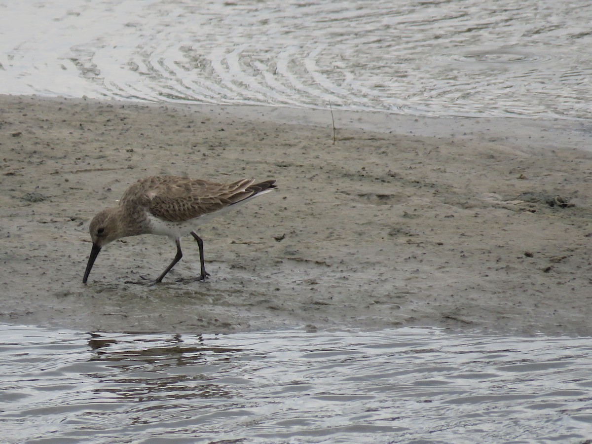 Dunlin - ML615843645