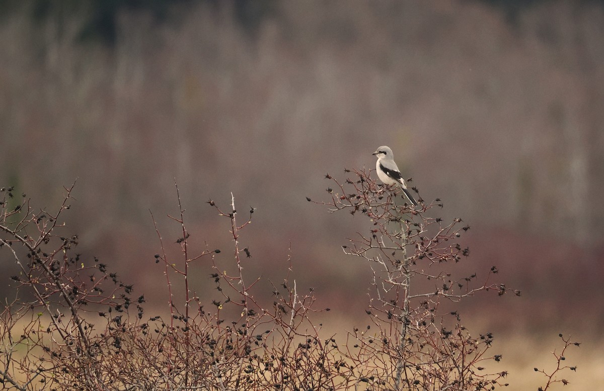 Northern Shrike - ML615843791