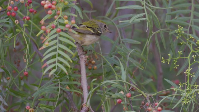 Chestnut-sided Warbler - ML615843820