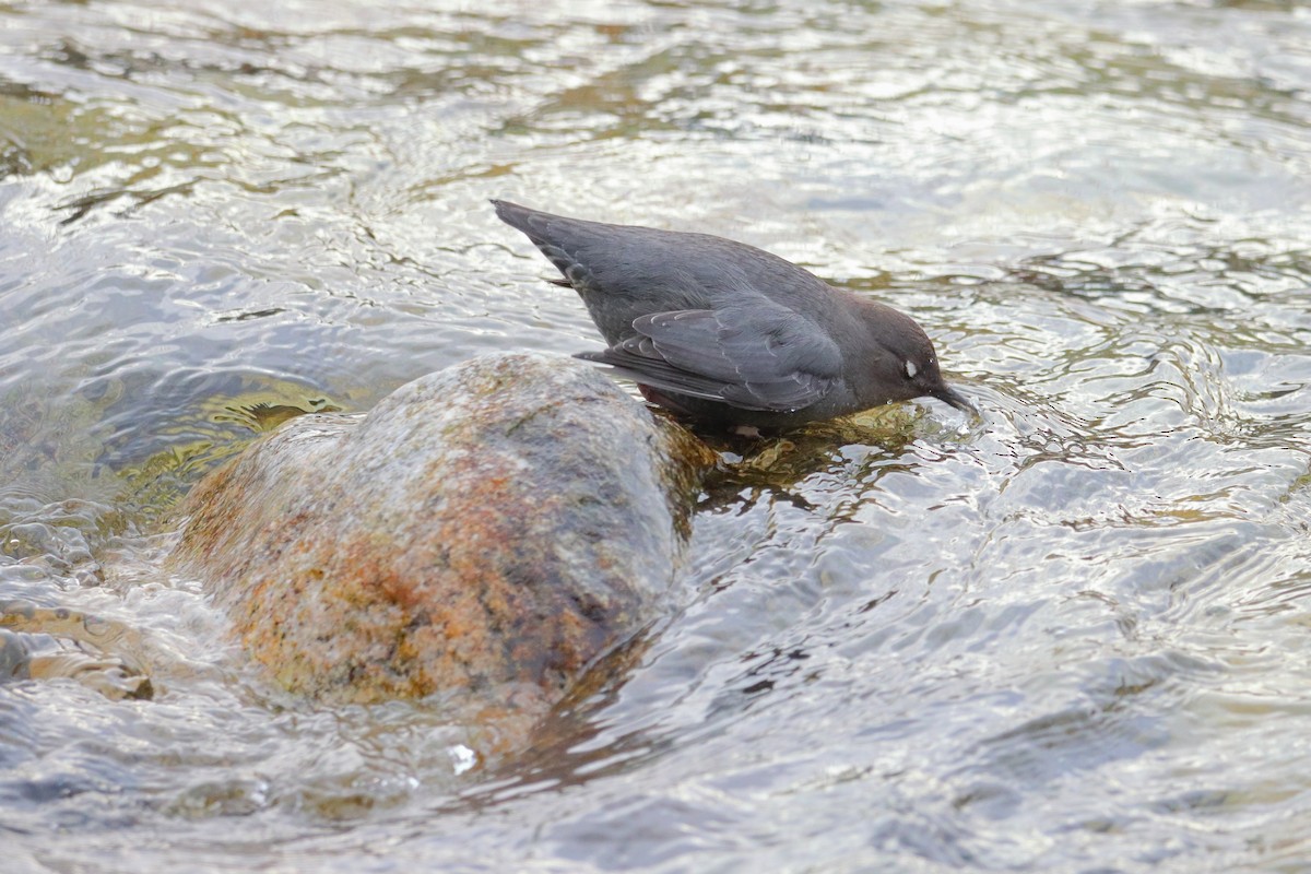 American Dipper - ML615843954