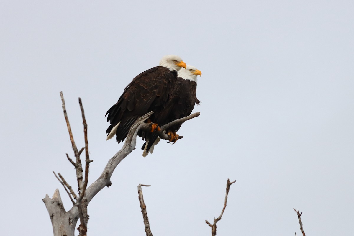 Bald Eagle - ML615843958