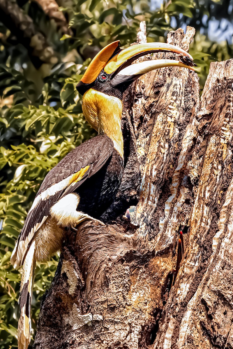 Great Hornbill - S S Suresh