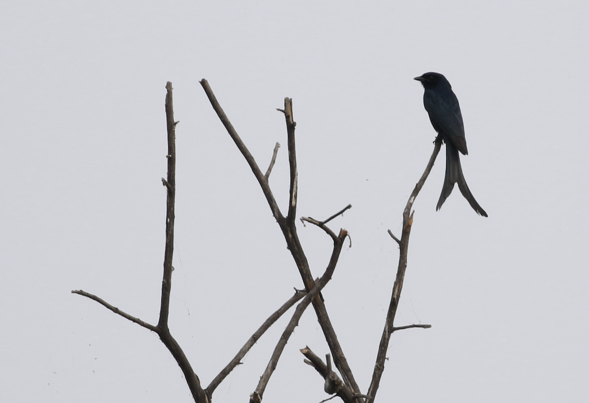 Black Drongo - ML615843981