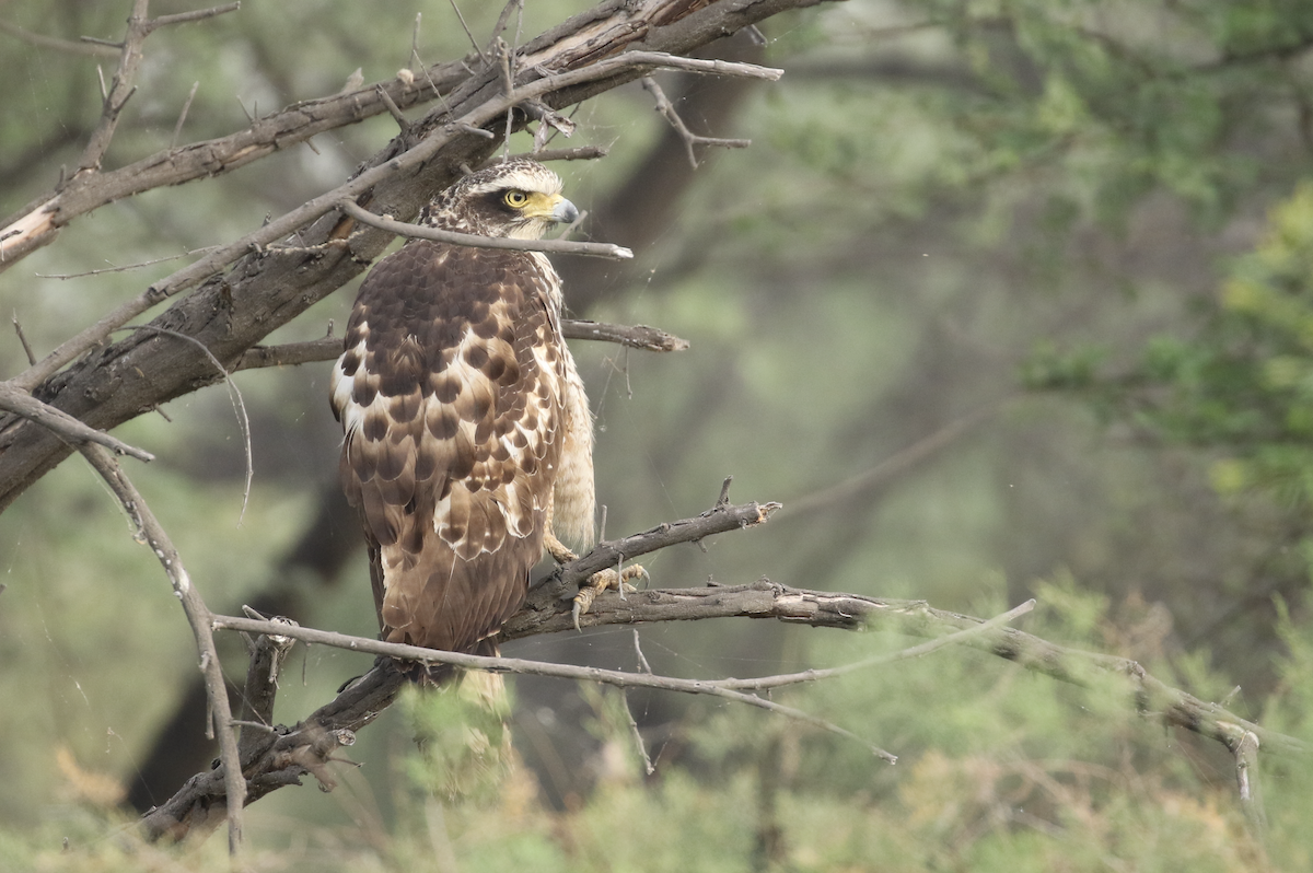 Crested Serpent-Eagle - ML615844038
