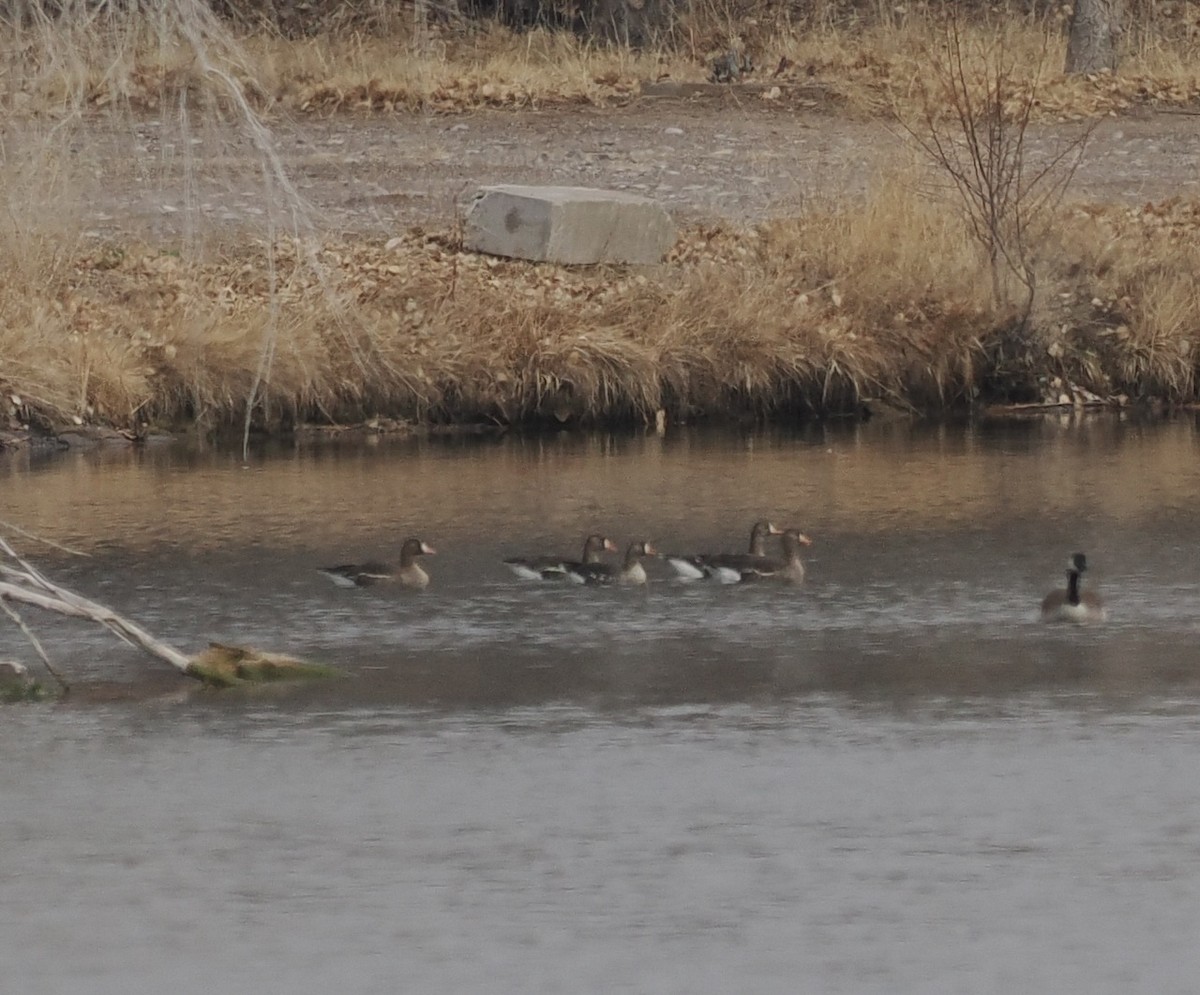 Greater White-fronted Goose - Bob Foehring