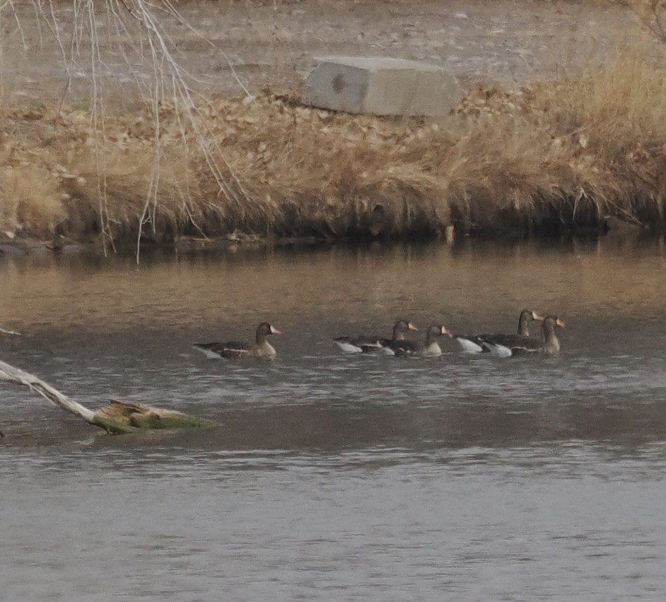 Greater White-fronted Goose - Bob Foehring