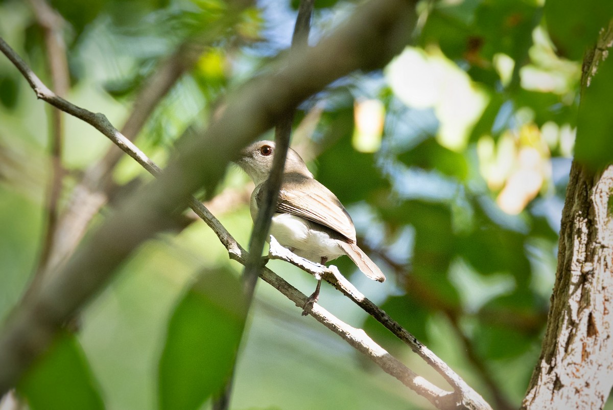 Gray Whistler - ML615844134