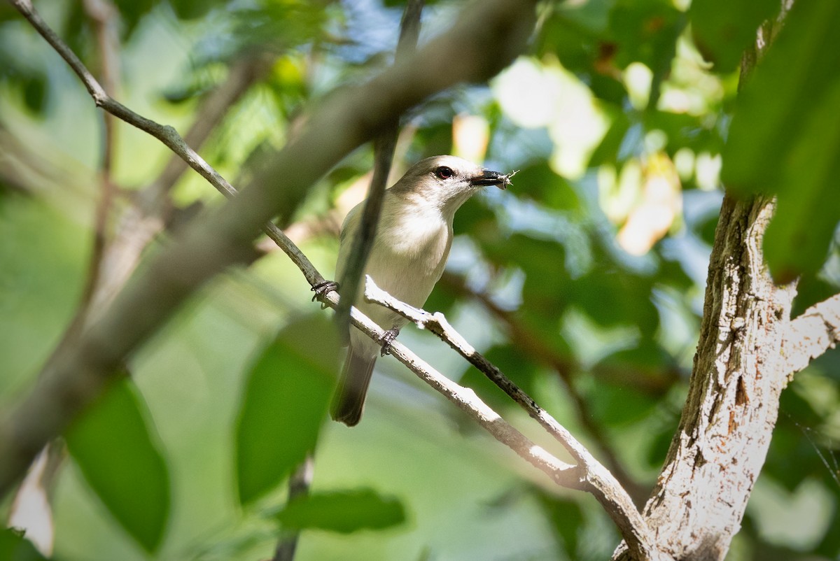 Gray Whistler - ML615844135