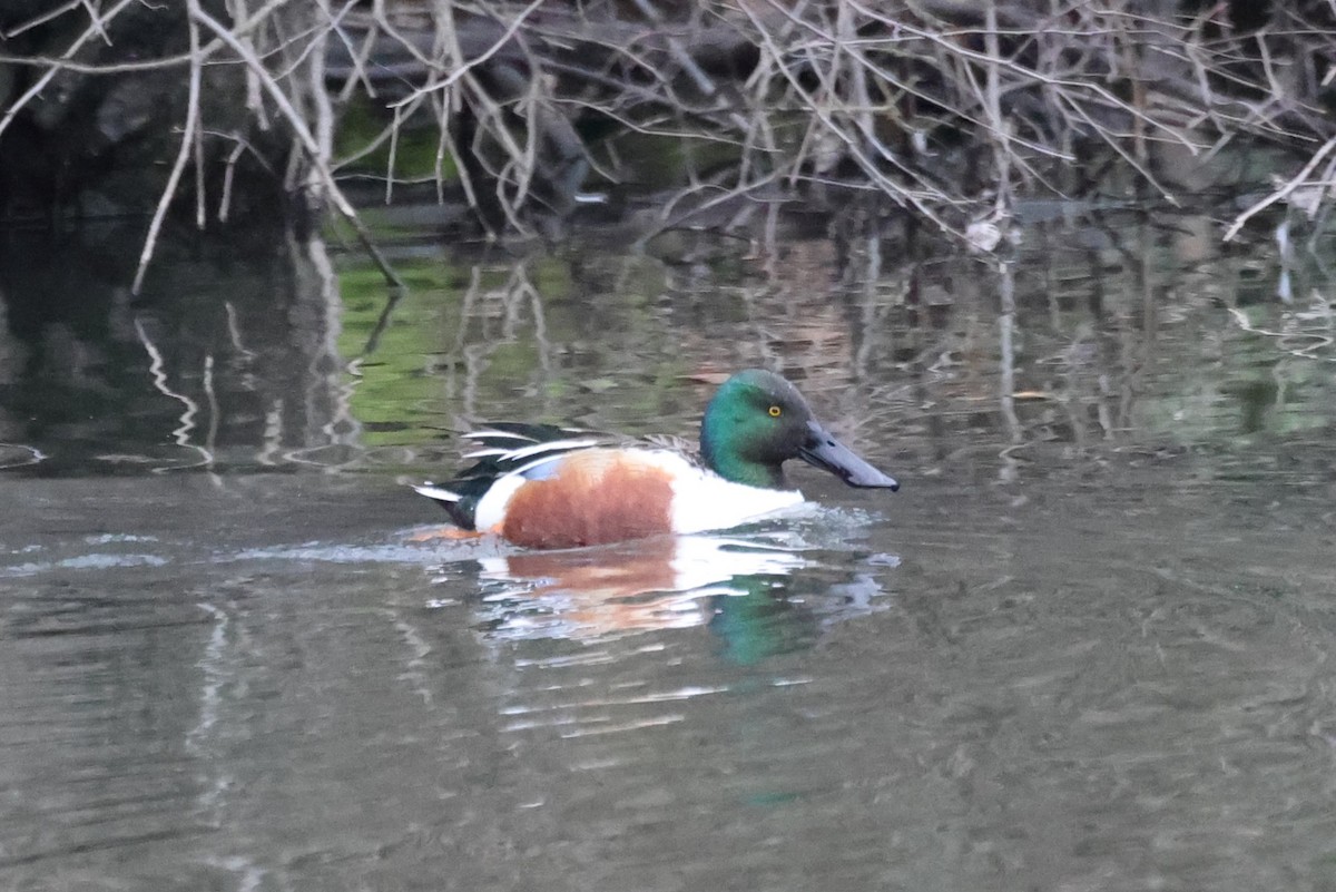 Northern Shoveler - ML615844144