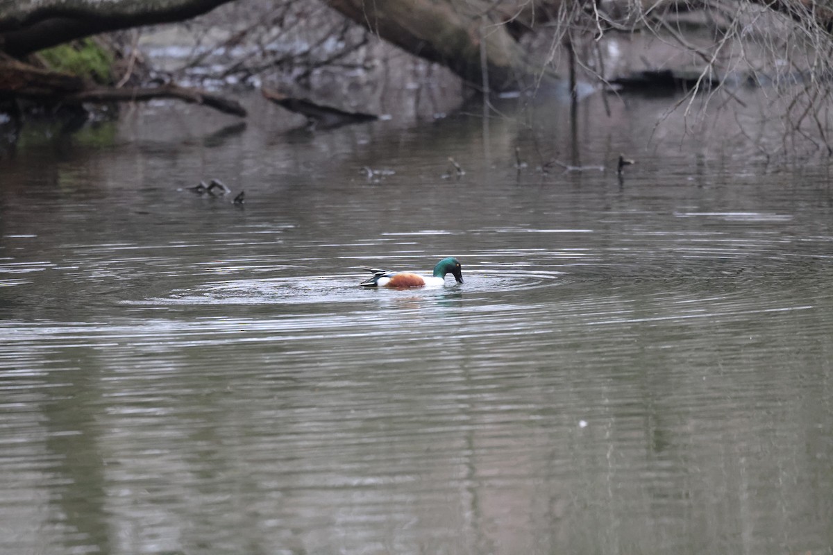 Northern Shoveler - ML615844146