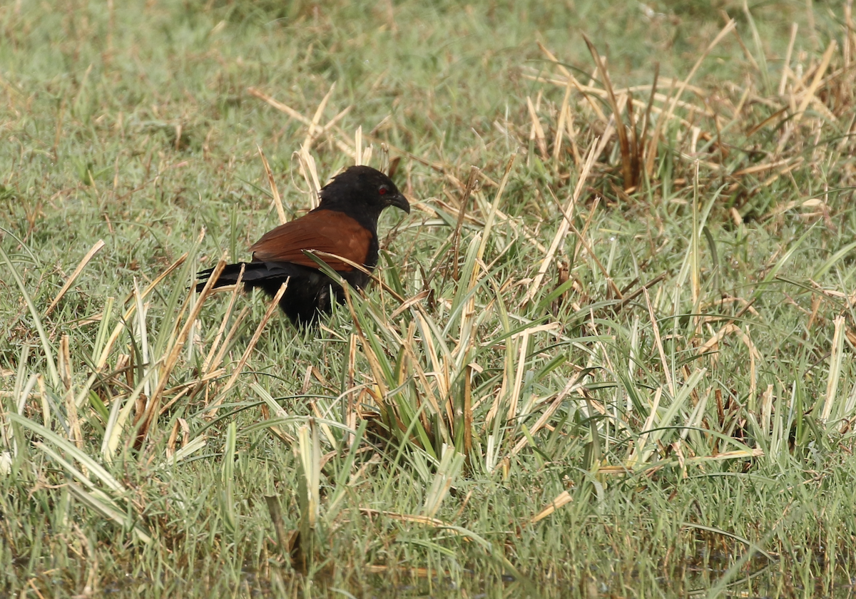 Greater Coucal - ML615844149