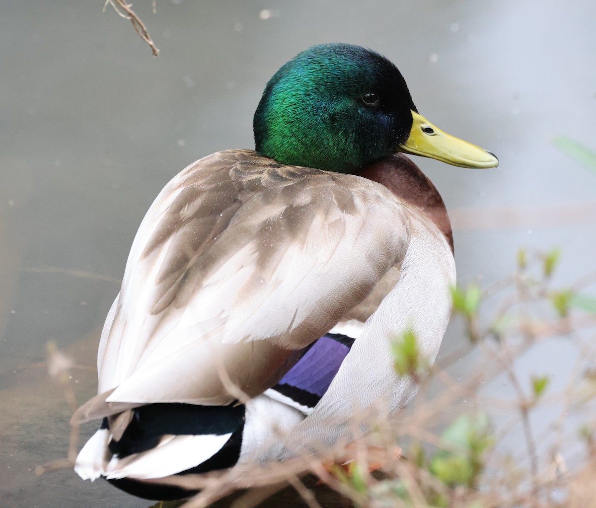 Canard colvert - ML615844153