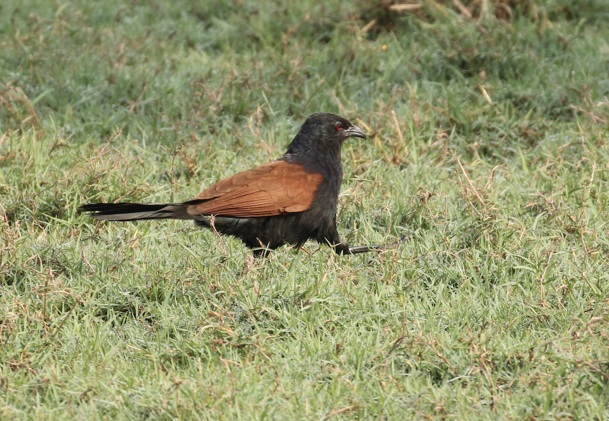 Greater Coucal - ML615844164
