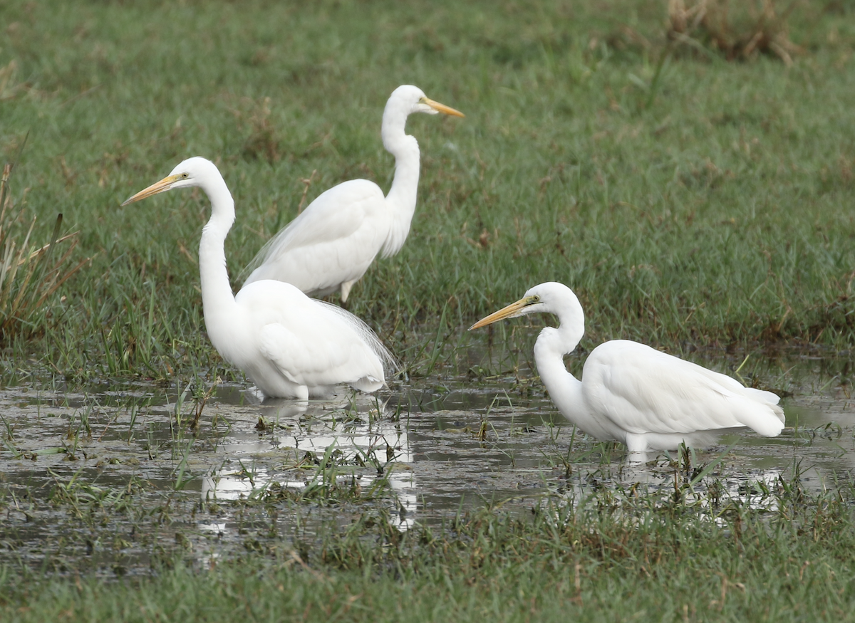 Great Egret - ML615844206