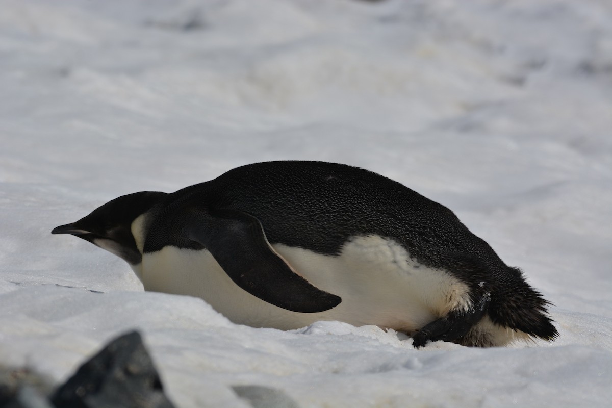 Emperor Penguin - Fletcher BirdNerd