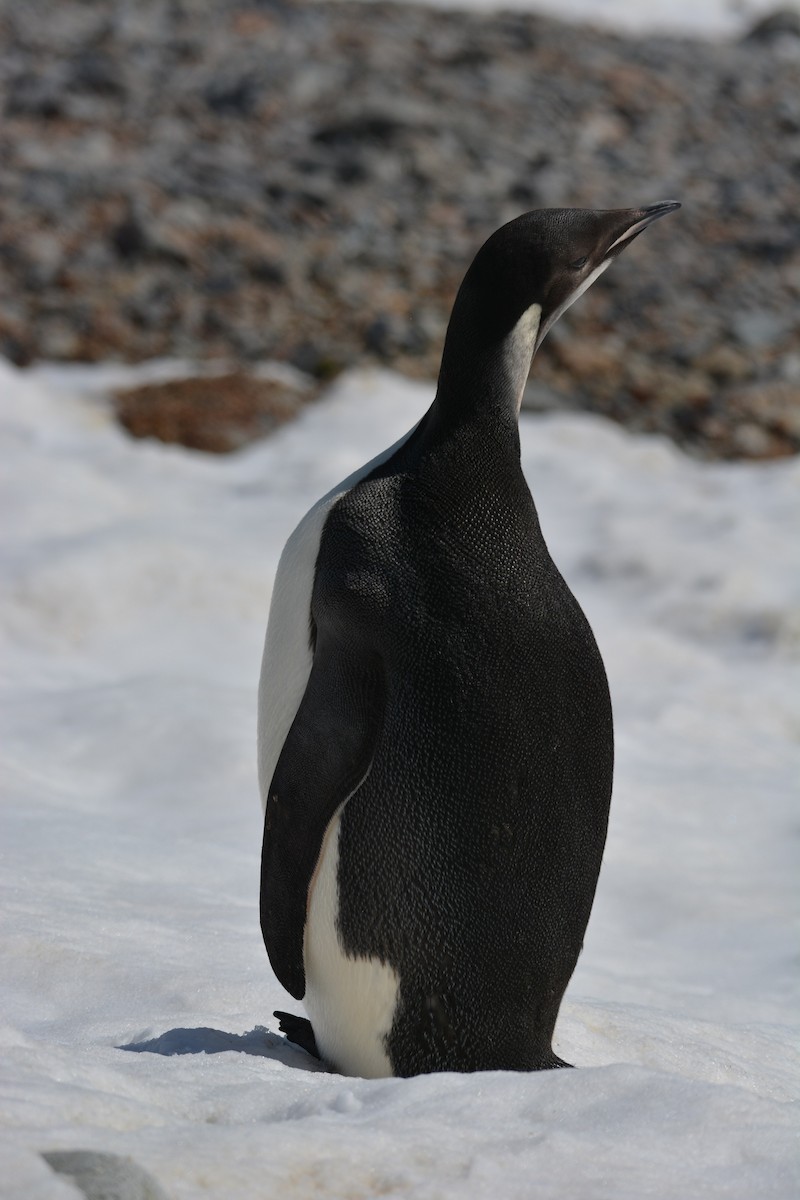 Kaiserpinguin - ML615844218