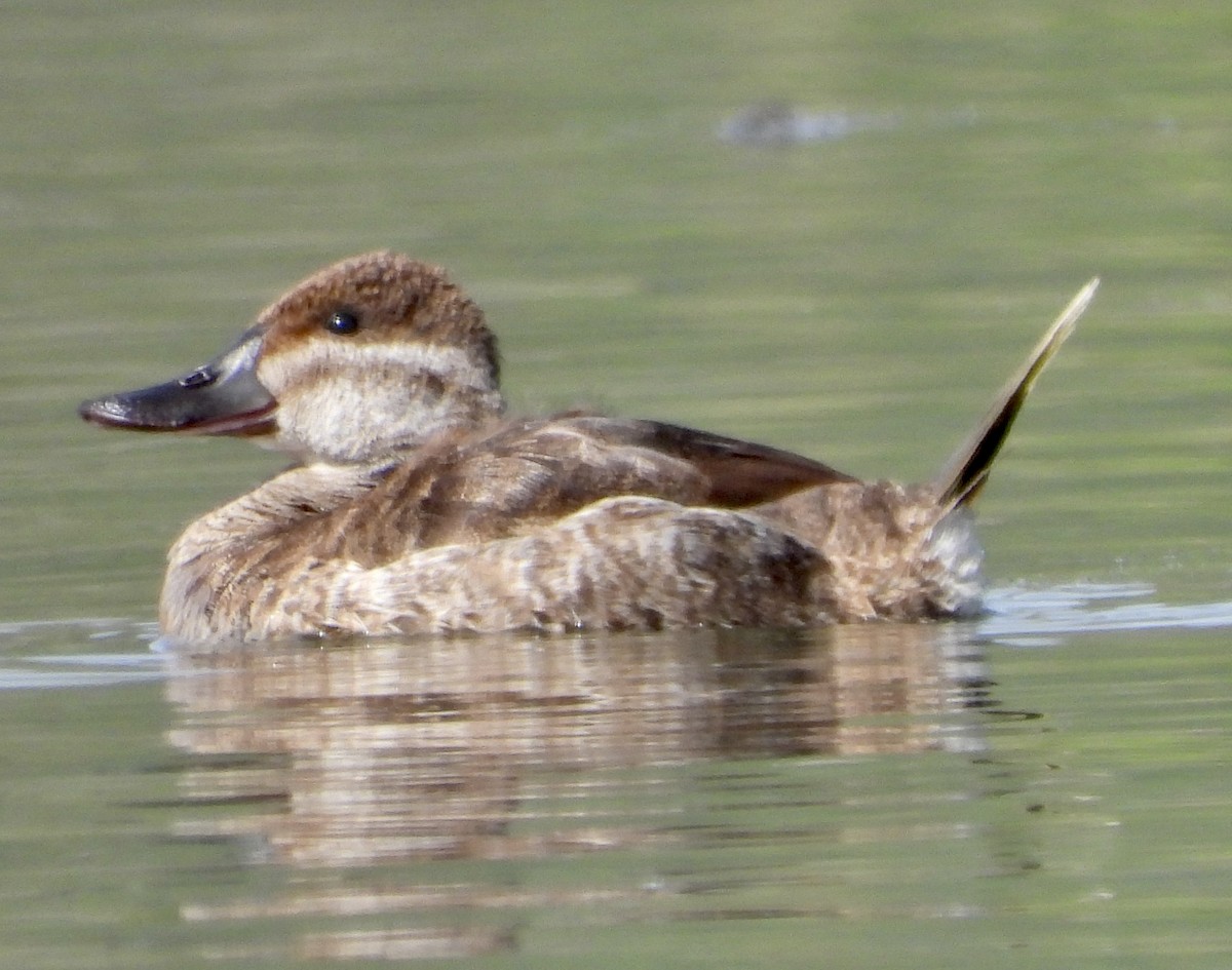 Érismature rousse - ML615844253