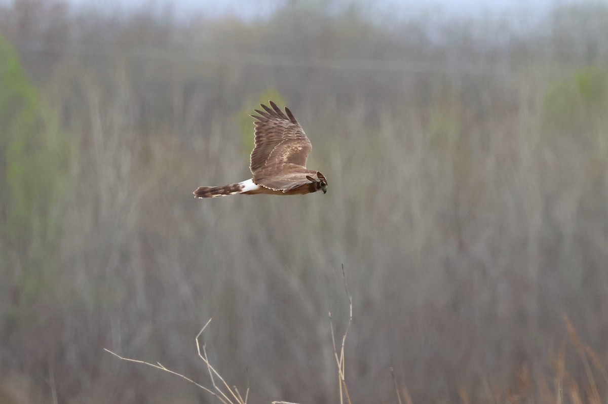 Northern Harrier - ML615844299