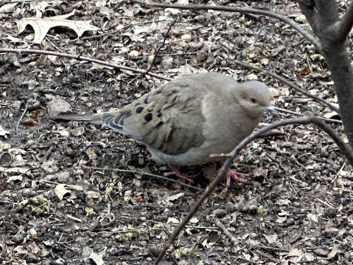 Mourning Dove - ML615844321