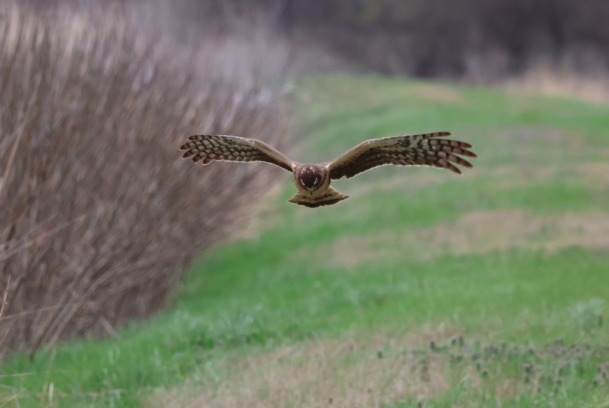 Northern Harrier - ML615844329