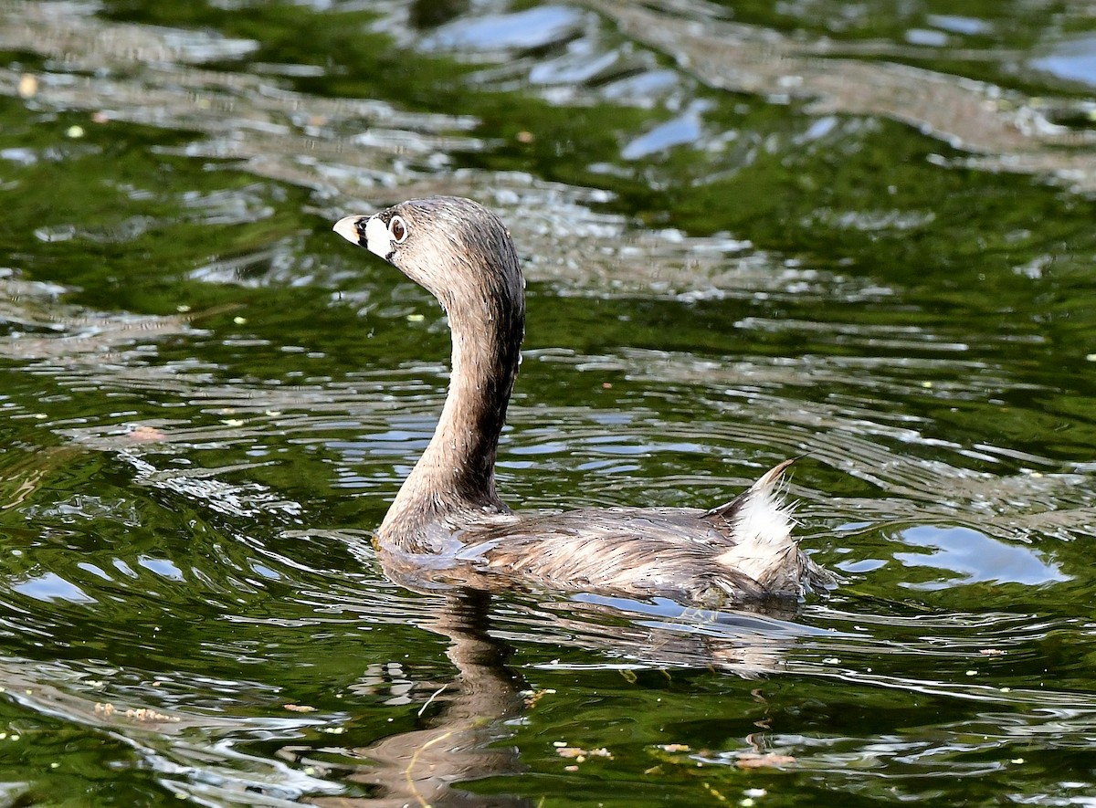 Pied-billed Grebe - ML615844353