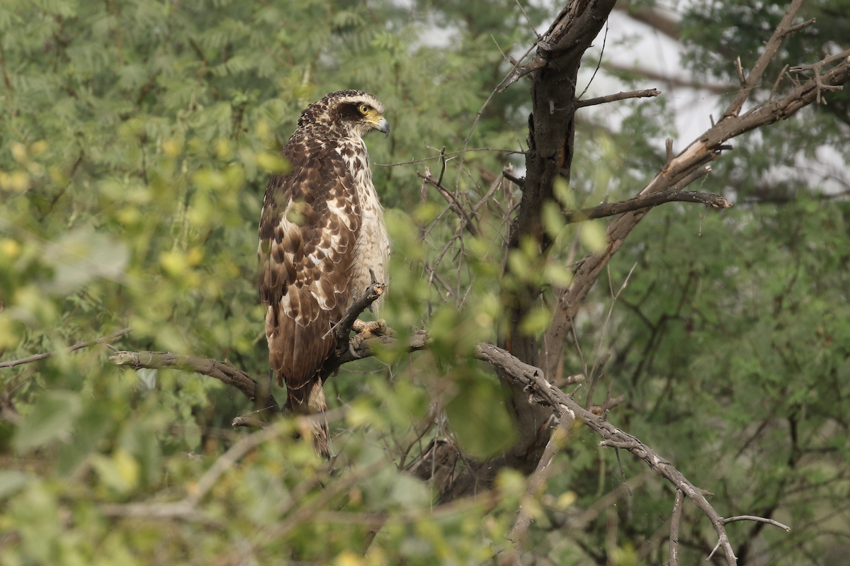 Crested Serpent-Eagle - ML615844424