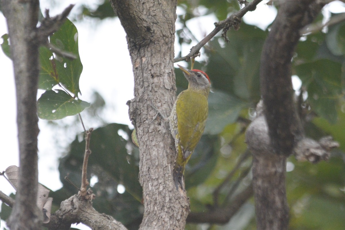 Streak-throated Woodpecker - ML615844426