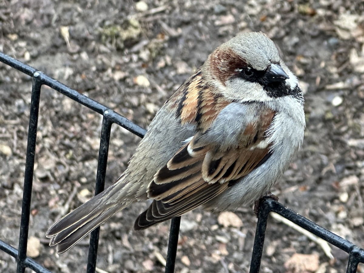 House Sparrow - ML615844437