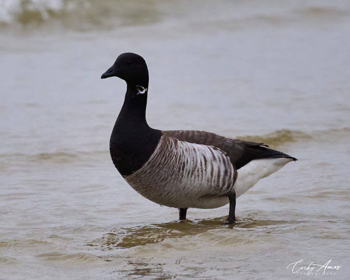 Brant - ML615844461