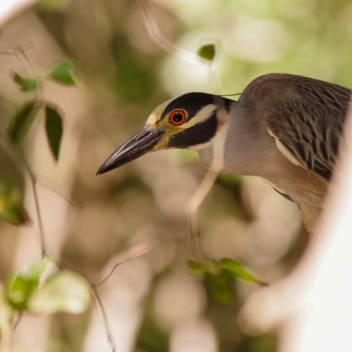 Yellow-crowned Night Heron - ML615844559