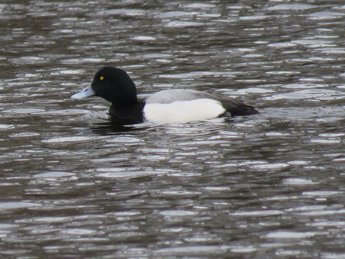 Greater Scaup - greg robertson