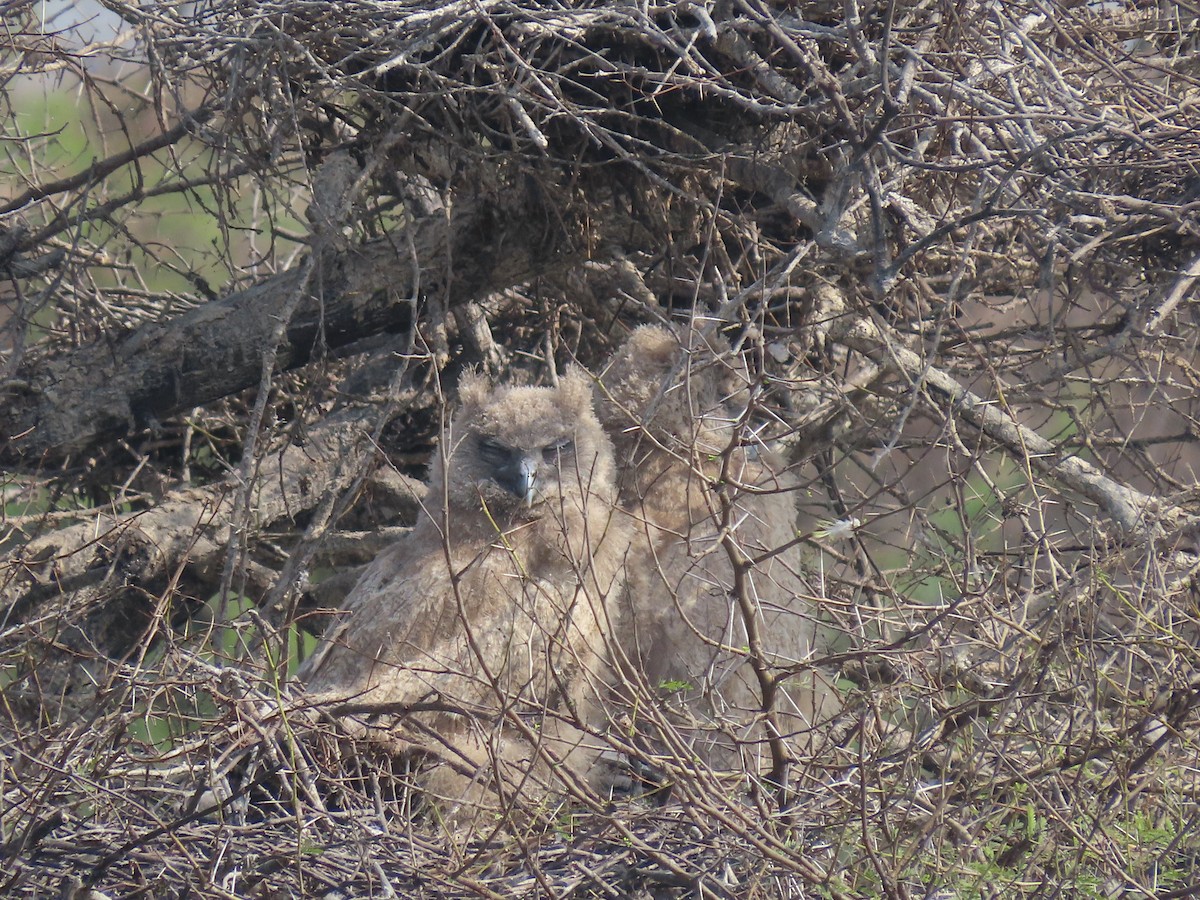 Dusky Eagle-Owl - ML615844595