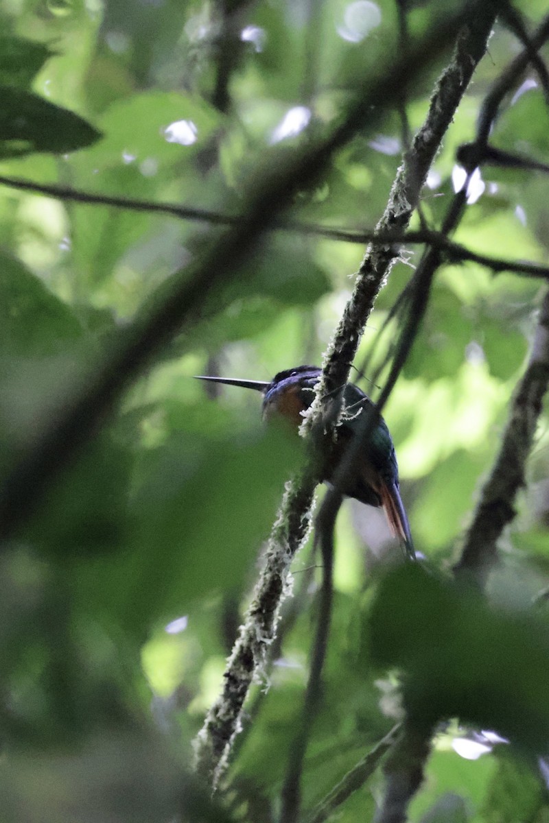 Rufous-tailed Jacamar - ML615844670