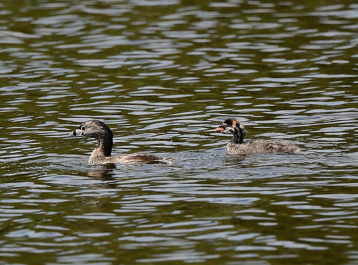 Pied-billed Grebe - ML615844754