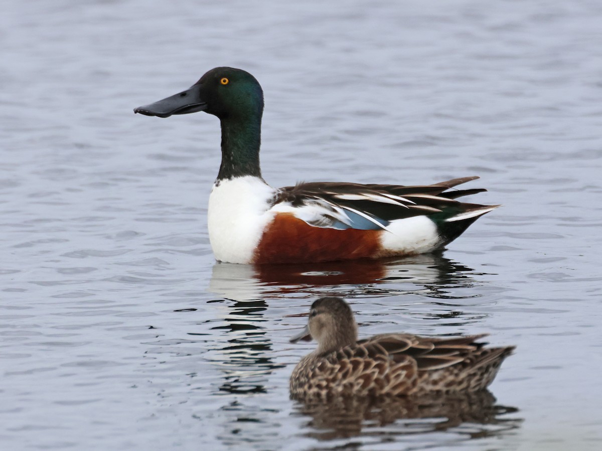 Northern Shoveler - ML615844759