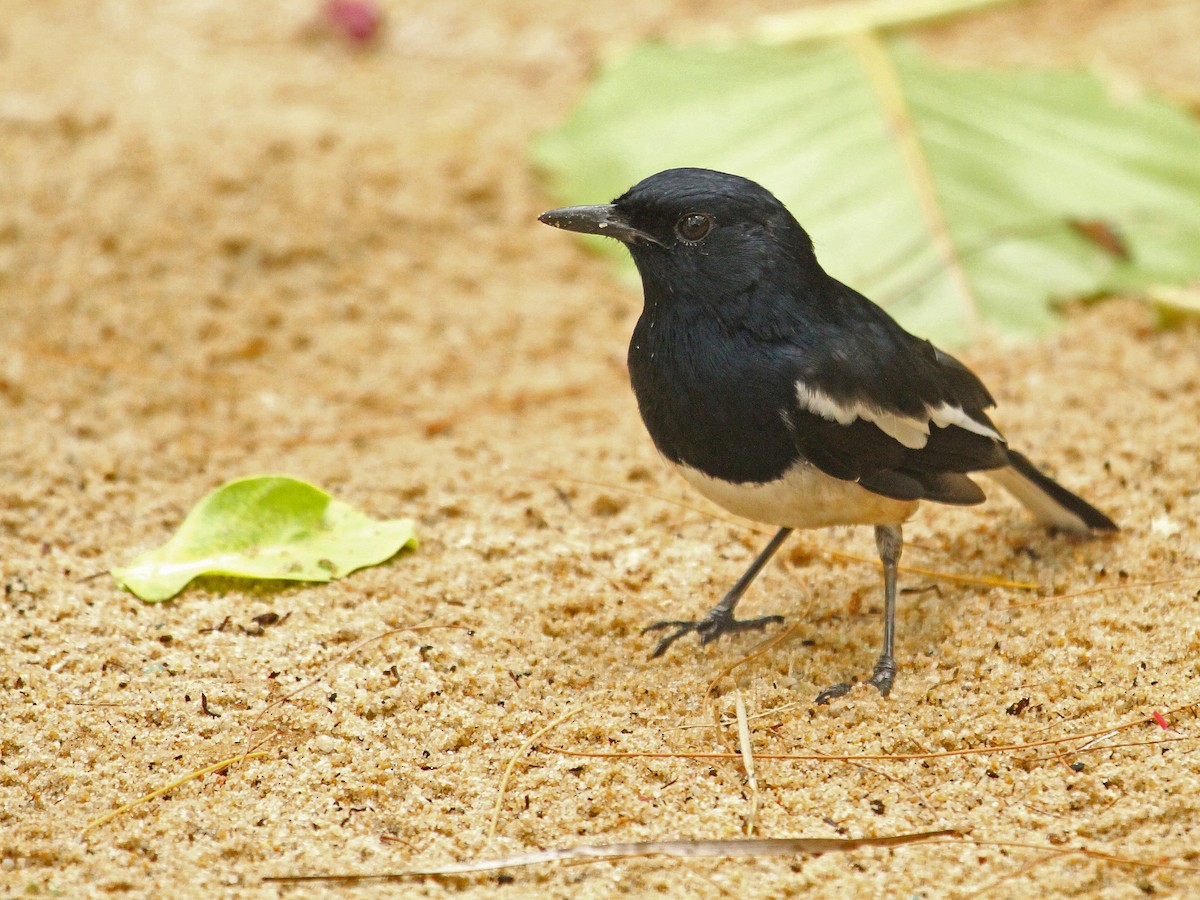 Oriental Magpie-Robin - ML61584481