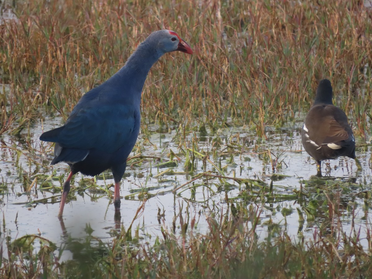 Gray-headed Swamphen - ML615844837