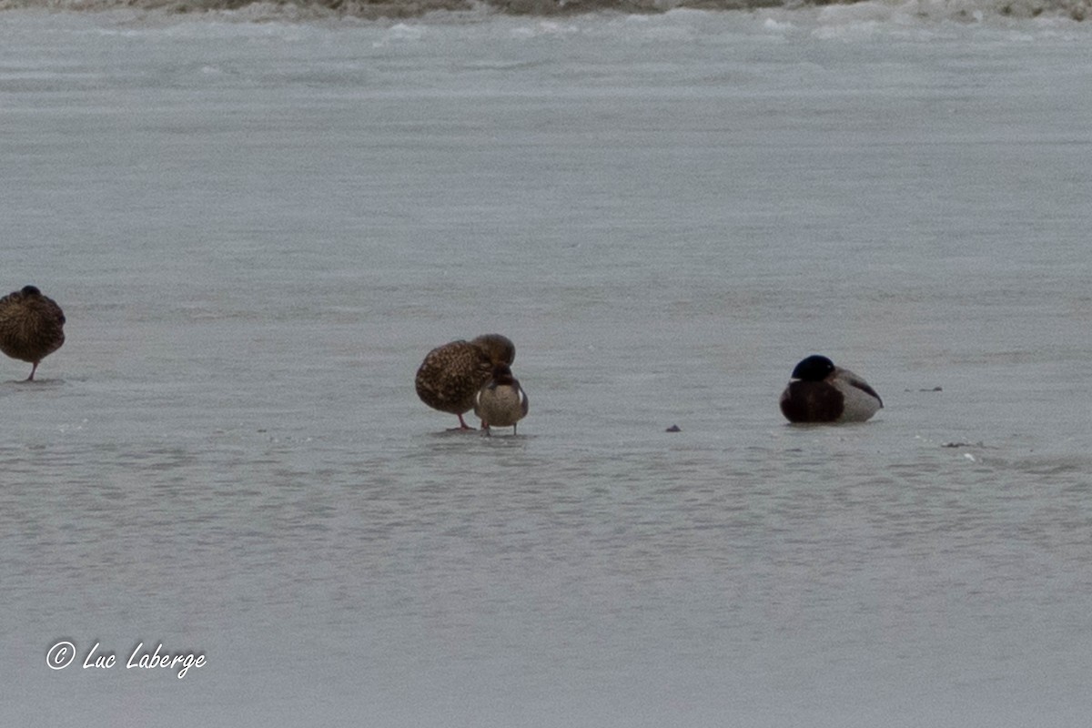 Green-winged Teal - ML615844846