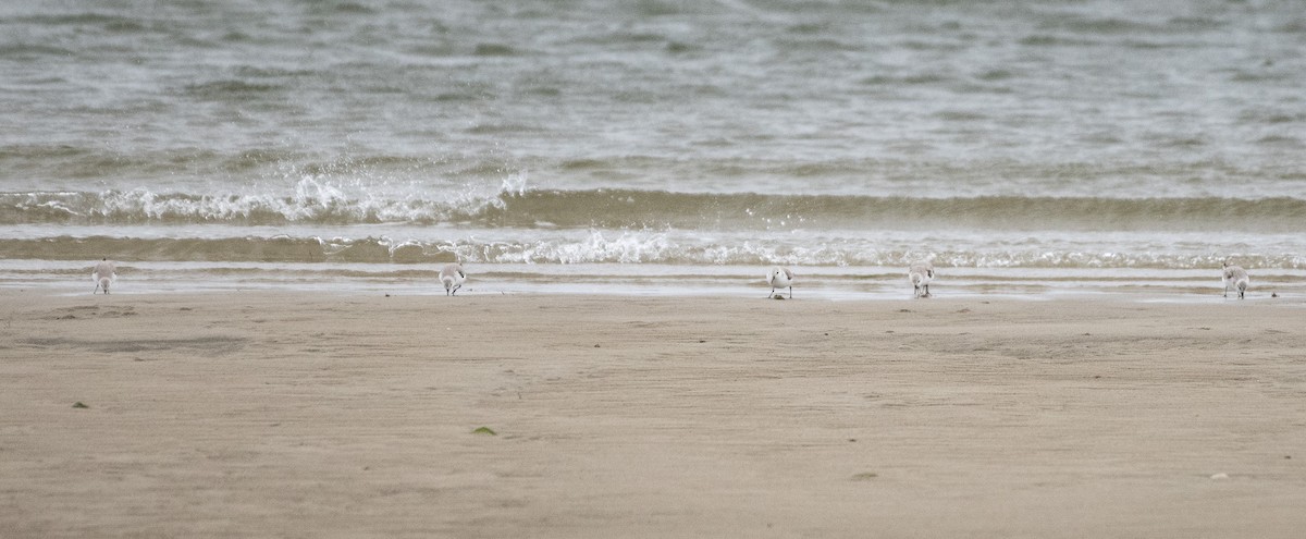 Sanderling - Liz Klinger