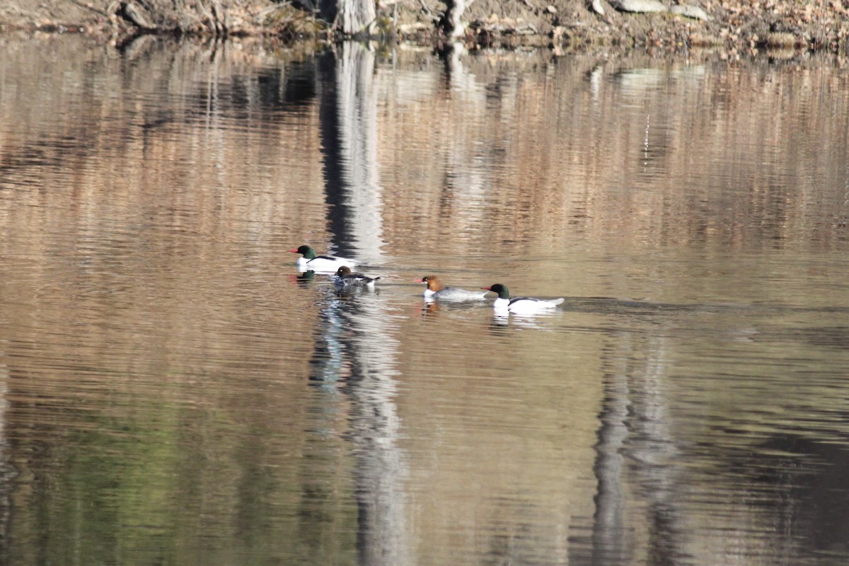 Common Goldeneye - ML615844948