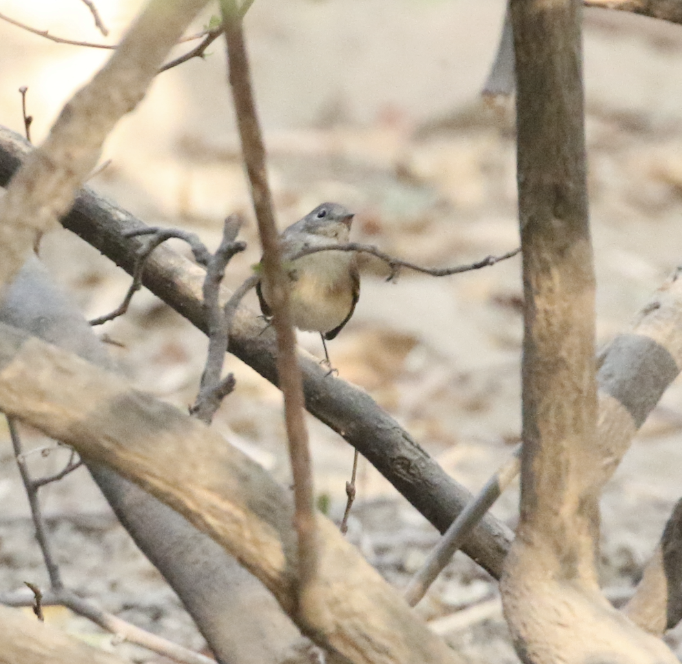 Taiga/Red-breasted Flycatcher - ML615844974