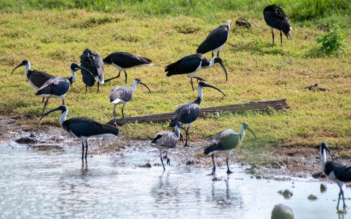 ibis slámokrký - ML615845019