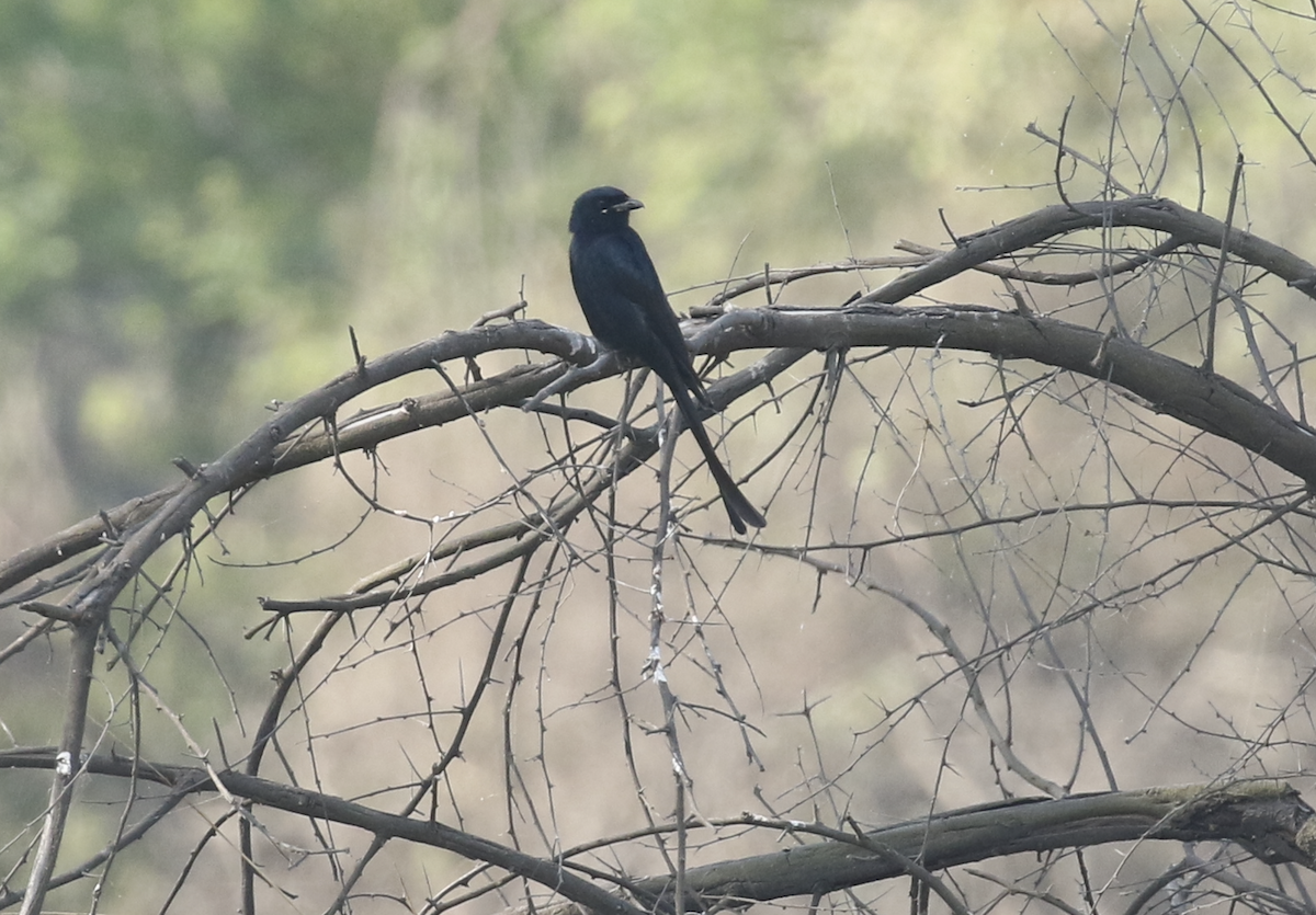 Black Drongo - ML615845123