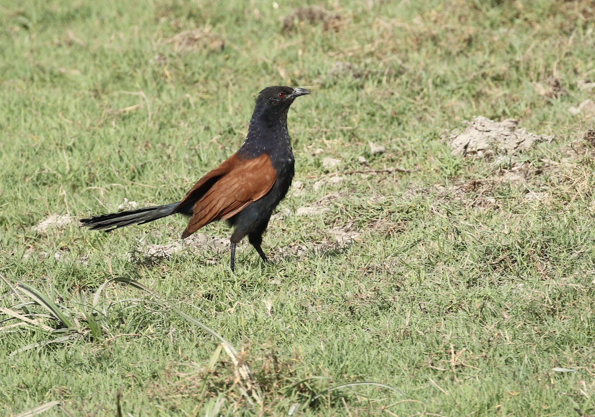 Greater Coucal - ML615845137